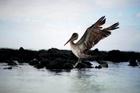 Pelican landing